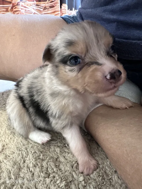 Sadie 1 Harlequin female blue eyes  – Miniature Australian Shepherd puppy for sale in Lafayette, TN