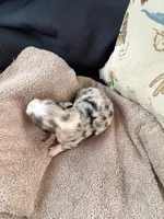 Bailey 3 Harlequin male, a male Miniature Australian Shepherd for sale in Lafayette, TN – 6 of 6