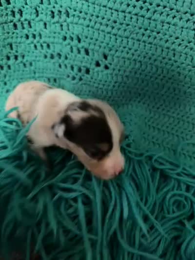Sadie 3 Harlequin male ble eyes , a male Miniature Australian Shepherd for sale in Lafayette, TN – 5 of 5