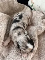 Bailey 5 Harlequin female , a female Miniature Australian Shepherd for sale in Lafayette, TN – 6 of 6