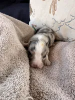 Bailey 2 Harlequin male, a male Miniature Australian Shepherd for sale in Lafayette, TN – 5 of 7