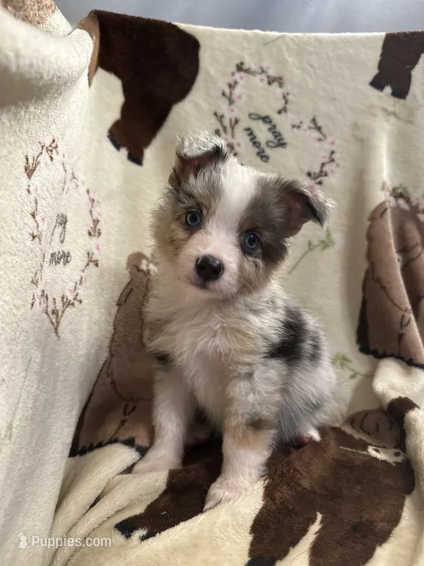Bailey 3 Harlequin male – Miniature Australian Shepherd puppy for sale in Lafayette, TN