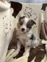 Bailey 3 ble Merle male blue eyes, a male Miniature Australian Shepherd for sale in Lafayette, TN – 1 of 10