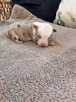 Bailey 1 red Merle male, a male Miniature Australian Shepherd for sale in Lafayette, TN – 3 of 5