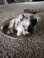 Bailey 5 Harlequin female , a female Miniature Australian Shepherd for sale in Lafayette, TN – 4 of 10