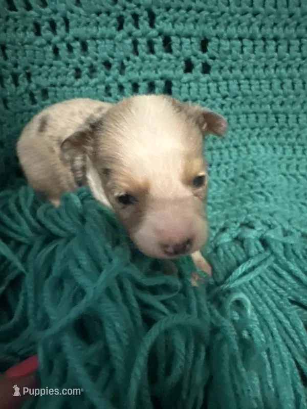 Sadie 4 Blue Merle female with blue eyes  – Miniature Australian Shepherd puppy for sale in Lafayette, TN