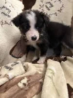 Bailey 8 Black Tri Female with spot on the head, a female Miniature Australian Shepherd for sale in Lafayette, TN – 2 of 9