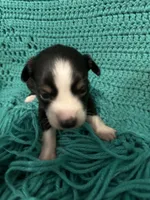 Sadie 6, a male Miniature Australian Shepherd for sale in Lafayette, TN – 2 of 6