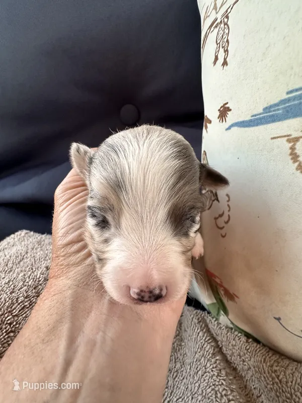 Bailey 3 Harlequin male – Miniature Australian Shepherd puppy for sale in Lafayette, TN