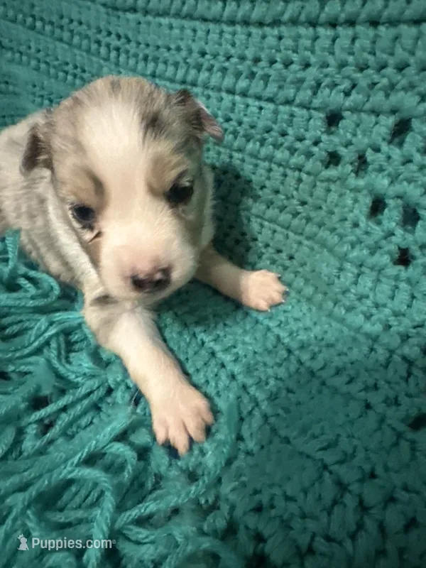 Sadie 2 Blue Merle female blue eyes  – Miniature Australian Shepherd puppy for sale in Lafayette, TN