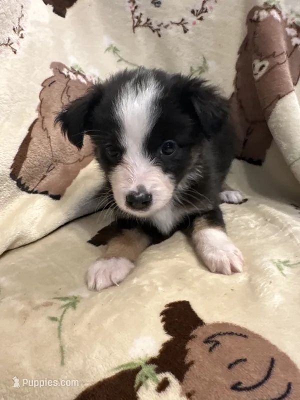 Bailey 8 Black Tri Female with spot on the head – Miniature Australian Shepherd puppy for sale in Lafayette, TN