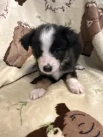 Bailey 8 Black Tri Female with spot on the head, a female Miniature Australian Shepherd for sale in Lafayette, TN – 1 of 9