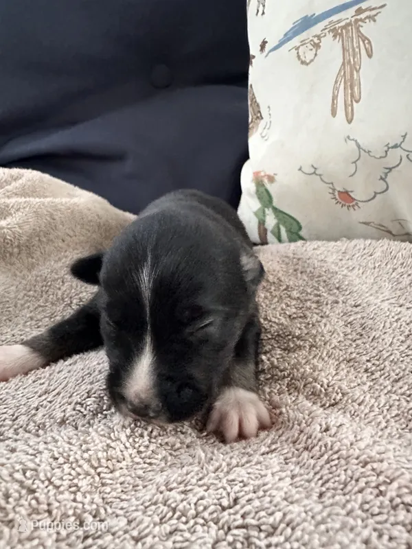 Bailey 6 Black Tri Female less white – Miniature Australian Shepherd puppy for sale in Lafayette, TN