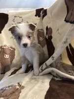 Sadie 4 Blue Merle male with blue eyes , a male Miniature Australian Shepherd for sale in Lafayette, TN – 2 of 10