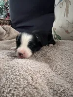 Bailey 6 Black Tri Female medium white, a female Miniature Australian Shepherd for sale in Lafayette, TN – 5 of 6