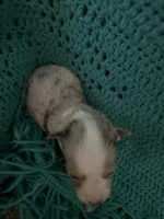 Sadie 4 Blue Merle female with blue eyes , a male Miniature Australian Shepherd for sale in Lafayette, TN – 3 of 5