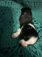 JJ BLACK TRI FEMALE #2, a female Miniature Australian Shepherd for sale in Lafayette, TN – 4 of 6