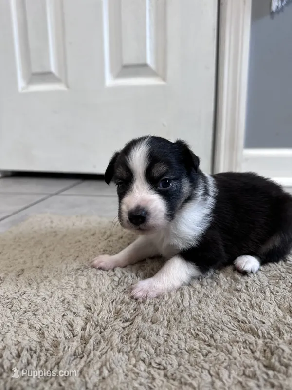 Sadie 5 black tri male with thin white strip – Miniature Australian Shepherd puppy for sale in Lafayette, TN