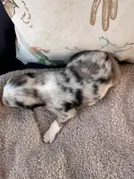 Bailey 2 Harlequin male, a male Miniature Australian Shepherd for sale in Lafayette, TN – 4 of 7