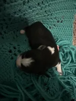 JJ Black Tri female #3, a female Miniature Australian Shepherd for sale in Lafayette, TN – 2 of 5
