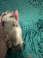 Sadie 1 Harlequin female blue eyes , a female Miniature Australian Shepherd for sale in Lafayette, TN – 4 of 5