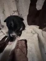Bailey 4 Black chai Male, a male Miniature Australian Shepherd for sale in Lafayette, TN – 5 of 9