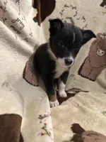 Bailey 4 Black chai Male, a male Miniature Australian Shepherd for sale in Lafayette, TN – 1 of 9