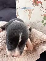 Bailey 4 Black chai Male, a male Miniature Australian Shepherd for sale in Lafayette, TN – 4 of 5