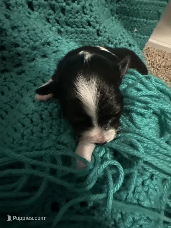 Jj BLACK TRI FEMALE #4 – Miniature Australian Shepherd puppy for sale in Lafayette, TN