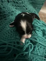 Jj BLACK TRI FEMALE #4, a female Miniature Australian Shepherd for sale in Lafayette, TN – 1 of 6