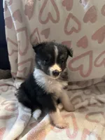 Male 2 S, a male Miniature Australian Shepherd for sale in Lafayette, TN – Photo 2 of 2