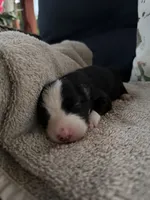 Bailey 8 Black Tri Female with spot on the head, a female Miniature Australian Shepherd for sale in Lafayette, TN – 6 of 6