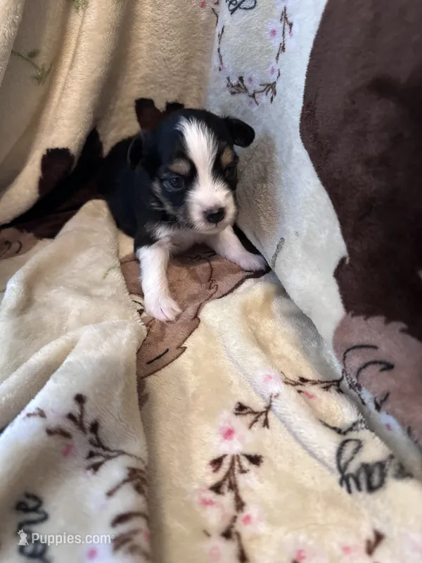 JJ Black Tri female #3 – Miniature Australian Shepherd puppy for sale in Lafayette, TN