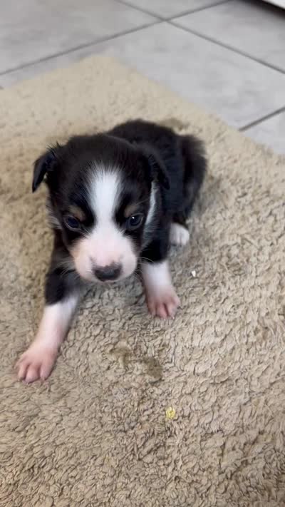Sadie 6 black tri male, a male Miniature Australian Shepherd for sale in Lafayette, TN – 10 of 10