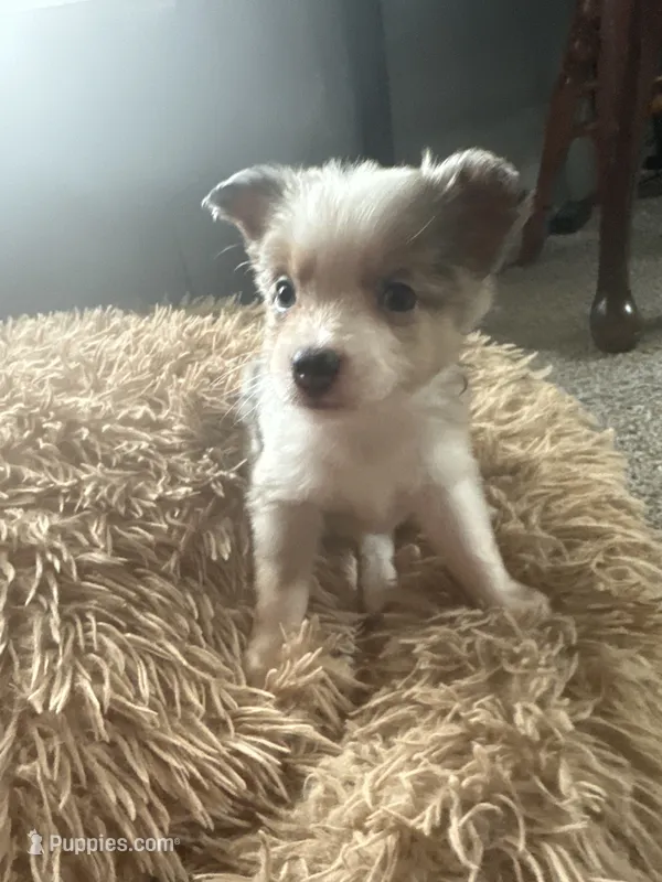 Sadie 4 Blue Merle male with blue eyes  – Miniature Australian Shepherd puppy for sale in Lafayette, TN