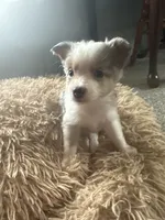 Sadie 4 Blue Merle male with blue eyes , a male Miniature Australian Shepherd for sale in Lafayette, TN – 3 of 10