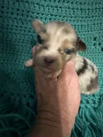 Sadie 1 Harlequin female blue eyes , a female Miniature Australian Shepherd for sale in Lafayette, TN – 2 of 5