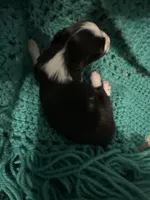 JJ BLACK TRI FEMALE #2, a female Miniature Australian Shepherd for sale in Lafayette, TN – 5 of 6