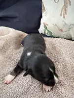 Bailey 6 Black Tri Female less white, a female Miniature Australian Shepherd for sale in Lafayette, TN – 2 of 5