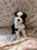 Female 3 D, a female Miniature Australian Shepherd for sale in Lafayette, TN – Photo 1 of 4