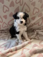 Female 3 D, a female Miniature Australian Shepherd for sale in Lafayette, TN – Photo 2 of 4