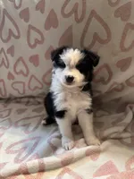 Female 3 D, a female Miniature Australian Shepherd for sale in Lafayette, TN – Photo 3 of 4