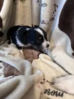 Jj BLACK TRI FEMALE #4, a female Miniature Australian Shepherd for sale in Lafayette, TN – 2 of 10