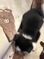 Bailey 6 Black Tri Female medium white, a female Miniature Australian Shepherd for sale in Lafayette, TN – 4 of 9