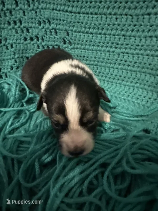Sadie 5 black tri with thin white strip – Miniature Australian Shepherd puppy for sale in Lafayette, TN