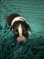 Sadie 5 black tri with thin white strip, a male Miniature Australian Shepherd for sale in Lafayette, TN – 1 of 5