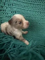 Sadie 4 Blue Merle female with blue eyes , a male Miniature Australian Shepherd for sale in Lafayette, TN – 2 of 5