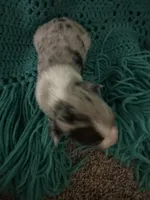 Sadie 3 Harlequin male ble eyes , a male Miniature Australian Shepherd for sale in Lafayette, TN – 3 of 5