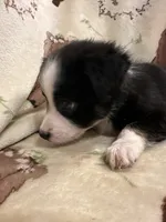 Bailey 6 Black Tri Female medium white, a female Miniature Australian Shepherd for sale in Lafayette, TN – 2 of 9