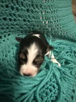 JJ black Tri female 1, a female Miniature Australian Shepherd for sale in Lafayette, TN – 2 of 4